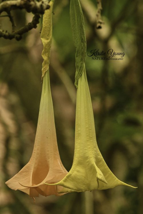 Trumpets