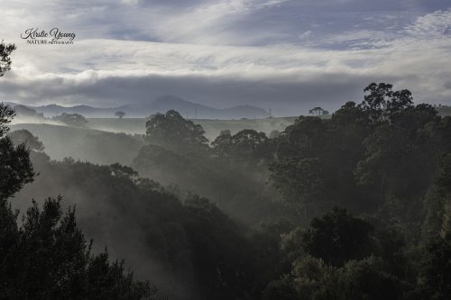 Morning Mist Rising