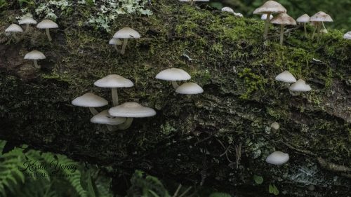 Fungi Creamy Brown