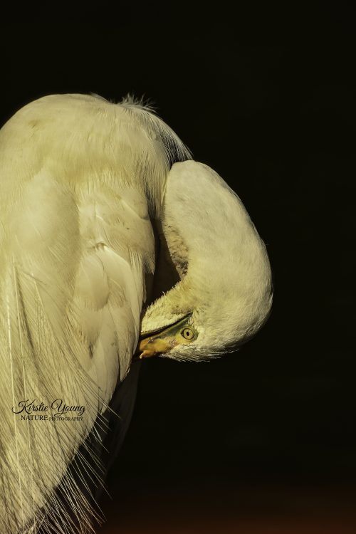 Afternoon Egret 2 (Award Winner)