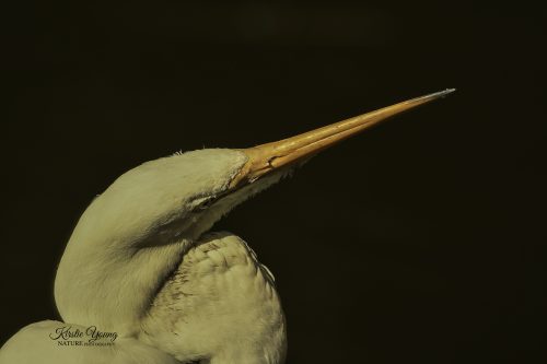 Egret 1