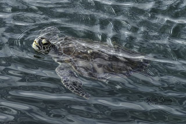 Green Turtle 3