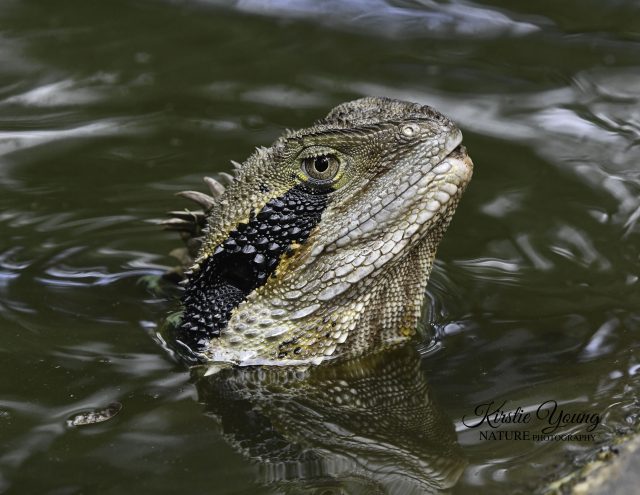 Water Dragon 1 (Award Winner)