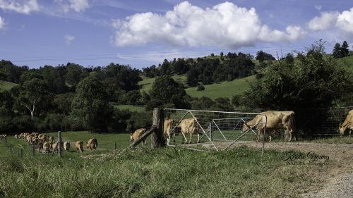 Coming in for the Milking