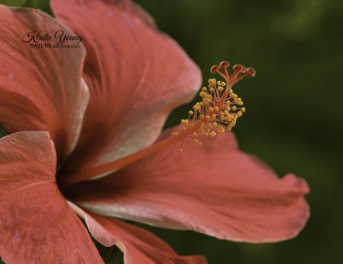 Hibiscus Red 2