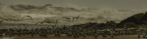 Terns and Gulls on the Spit 1