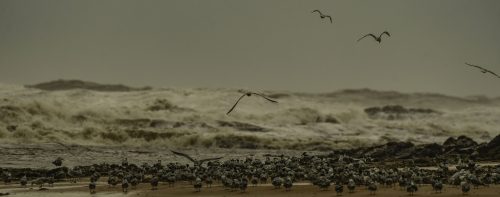 Terns and Gulls on the Spit 2