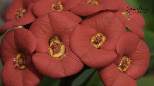 Euphorbia Flowers