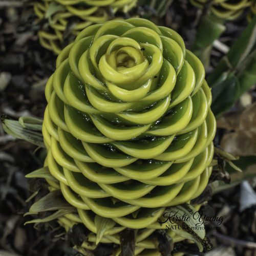 Golden Beehive Ginger 1