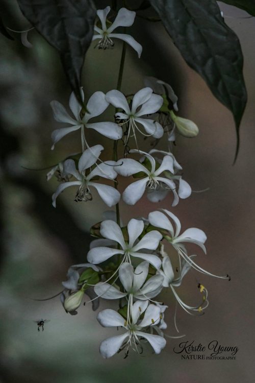 Hanging Clerodendrum