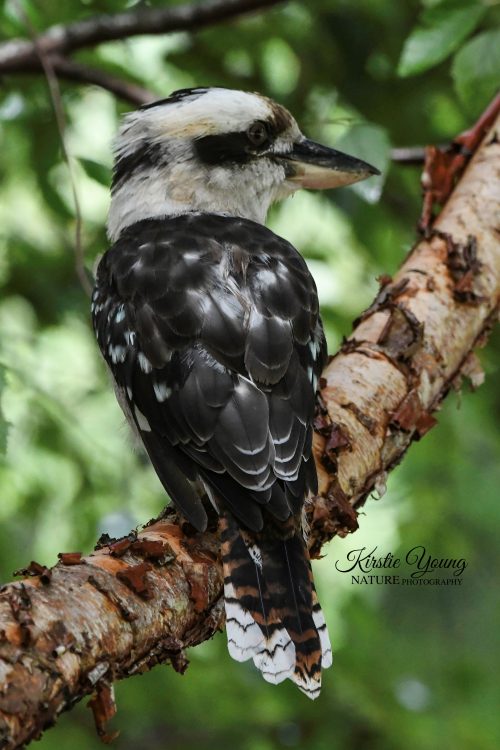Kookaburra 1