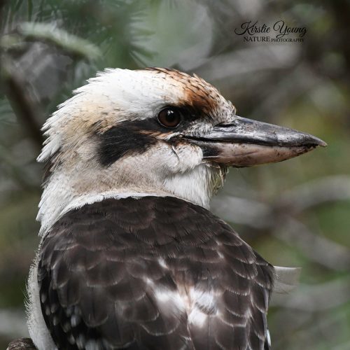 Kookaburra 2