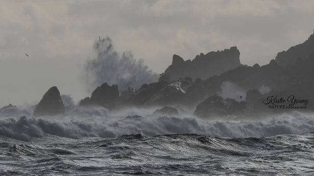 The Roaring Forties of Trial Harbour (Award winner)