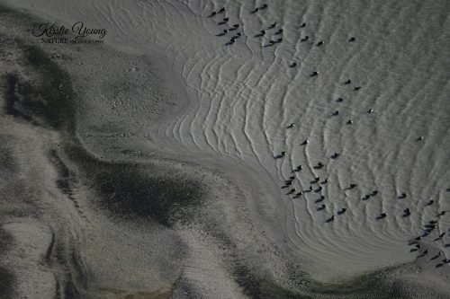The Receding Shoreline of Lake Eyre 1