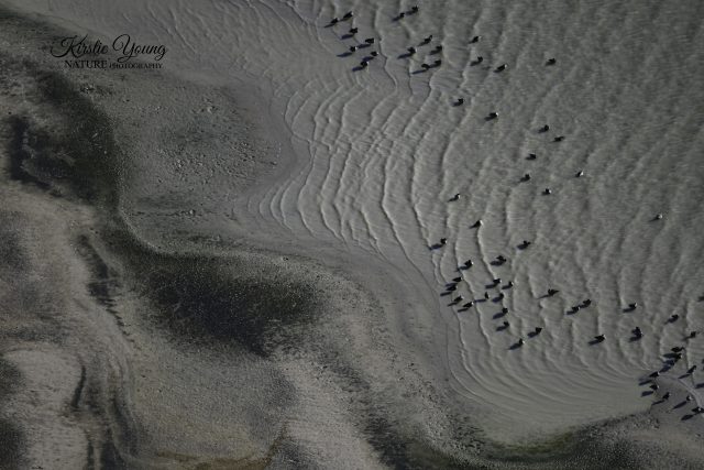 The Receding Shoreline of Lake Eyre 1