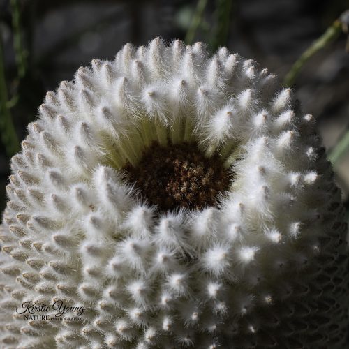 Beautiful Banksia 1