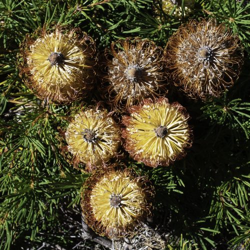 Beautiful Banksia 2