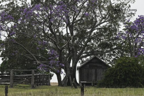 The Old Farm Shed 1 (Award Winner)