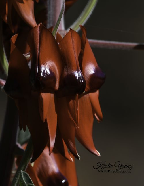 Sturt's Desert Peas 1