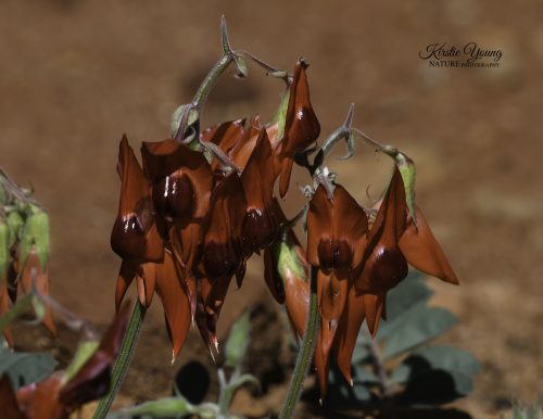 Sturt's Desert Peas 2