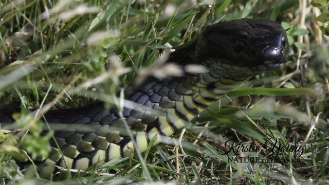 Tiger Snake 1 (Award Winner)