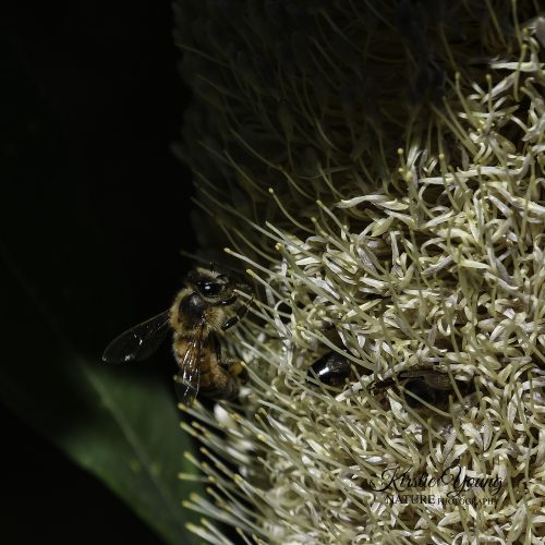 A Bee's Life 3