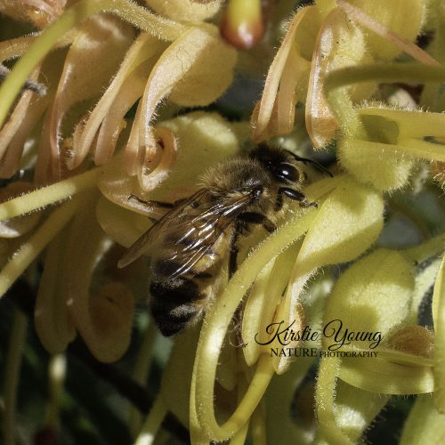 A Bee's Life 4