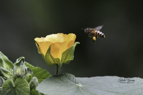 A Bee's Life 1
