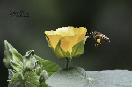 A Bee's Life 2