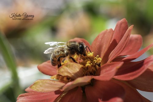 A Bee's Life 6