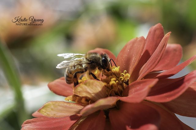 A Bee's Life 6