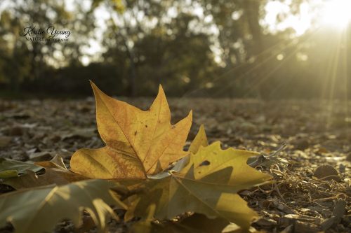 Autumn Leaves