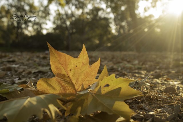 Autumn Leaves