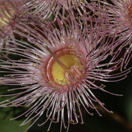 Pink Gum Blossom