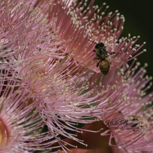 A Bee's Life in the Pink Gum Blossom 1