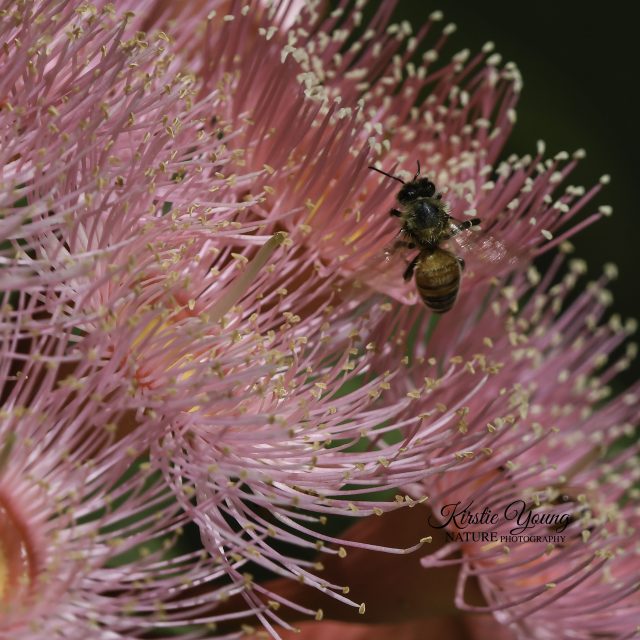 A Bee's Life in the Pink Gum Blossom 1