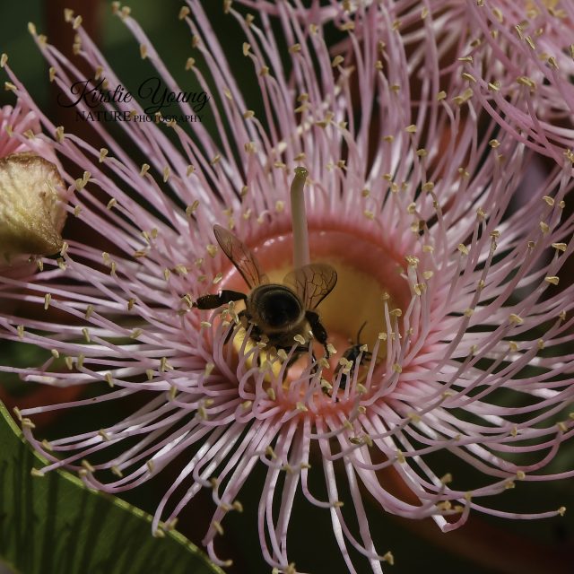 A Bee's Life in the Pink Gum Blossom 2