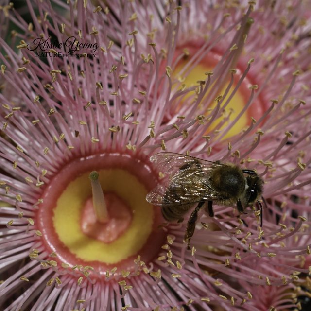 A Bee's Life in the Pink Blossom 3