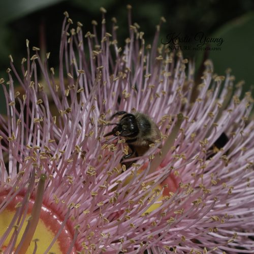 A Bee's Life in the Pink Gum Blossom 4