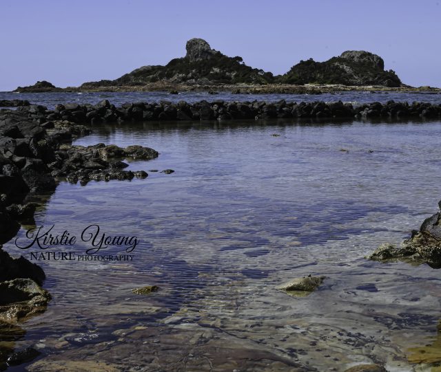 Goat Island 1