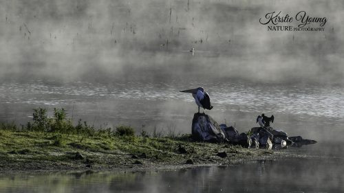 Early Morning