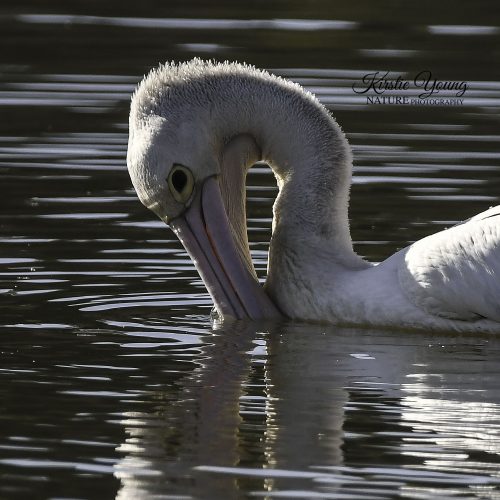 Pelican Fishing 2