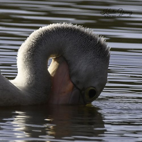 Pelican Fishing 1