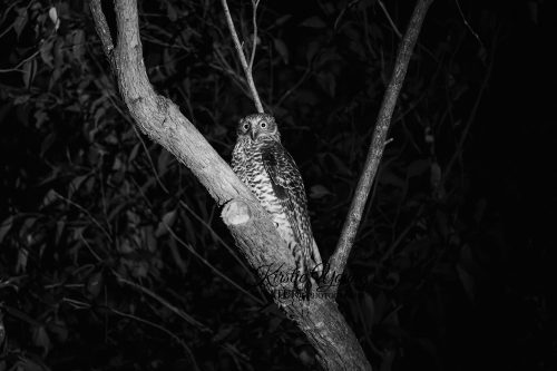 Powerful Owl at Night (Award Winner)