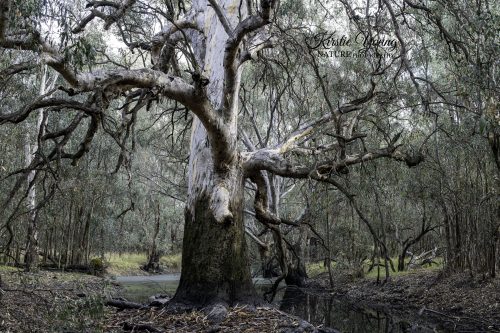 River Redgum 2