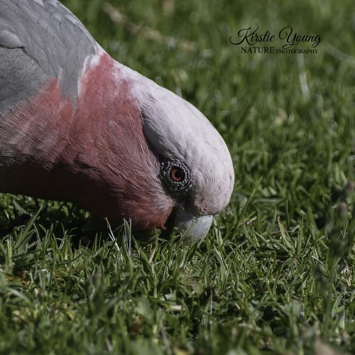 Mrs Galah