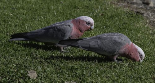 A Happy Pair