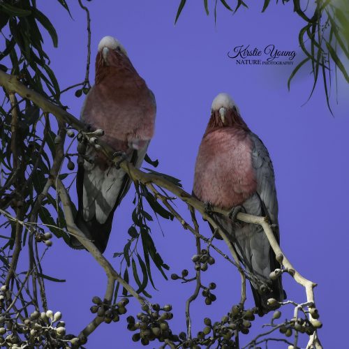 Home Among the Gum Trees