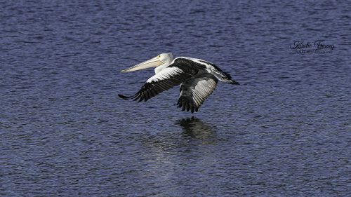 Pelican Over The Water