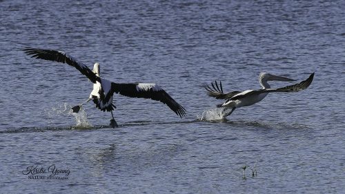 Pelicans Over The Water (Award Winner)